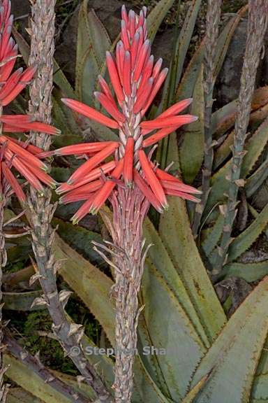 aloe suprafoliata 3 graphic